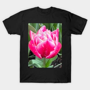 Two Lips Together of the Perfectly Pink Summer Tulip T-Shirt